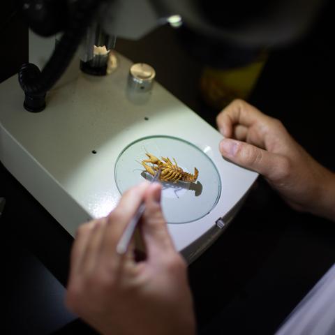 Crayfish on a microscope